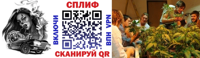 Канабис план Вологда